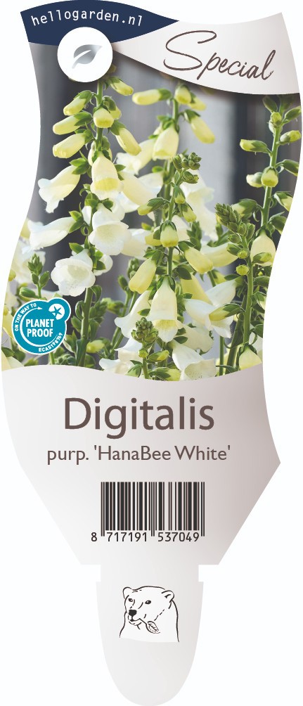 Digitalis purp. 'Hanabee White'