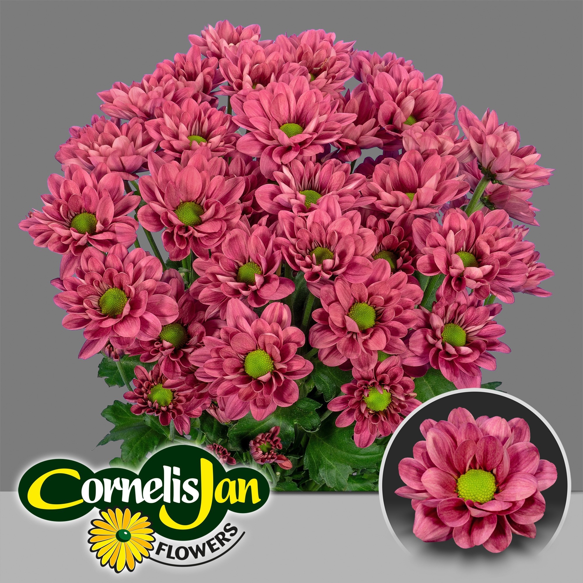 Chrys Spray Resq Cherry 100gram