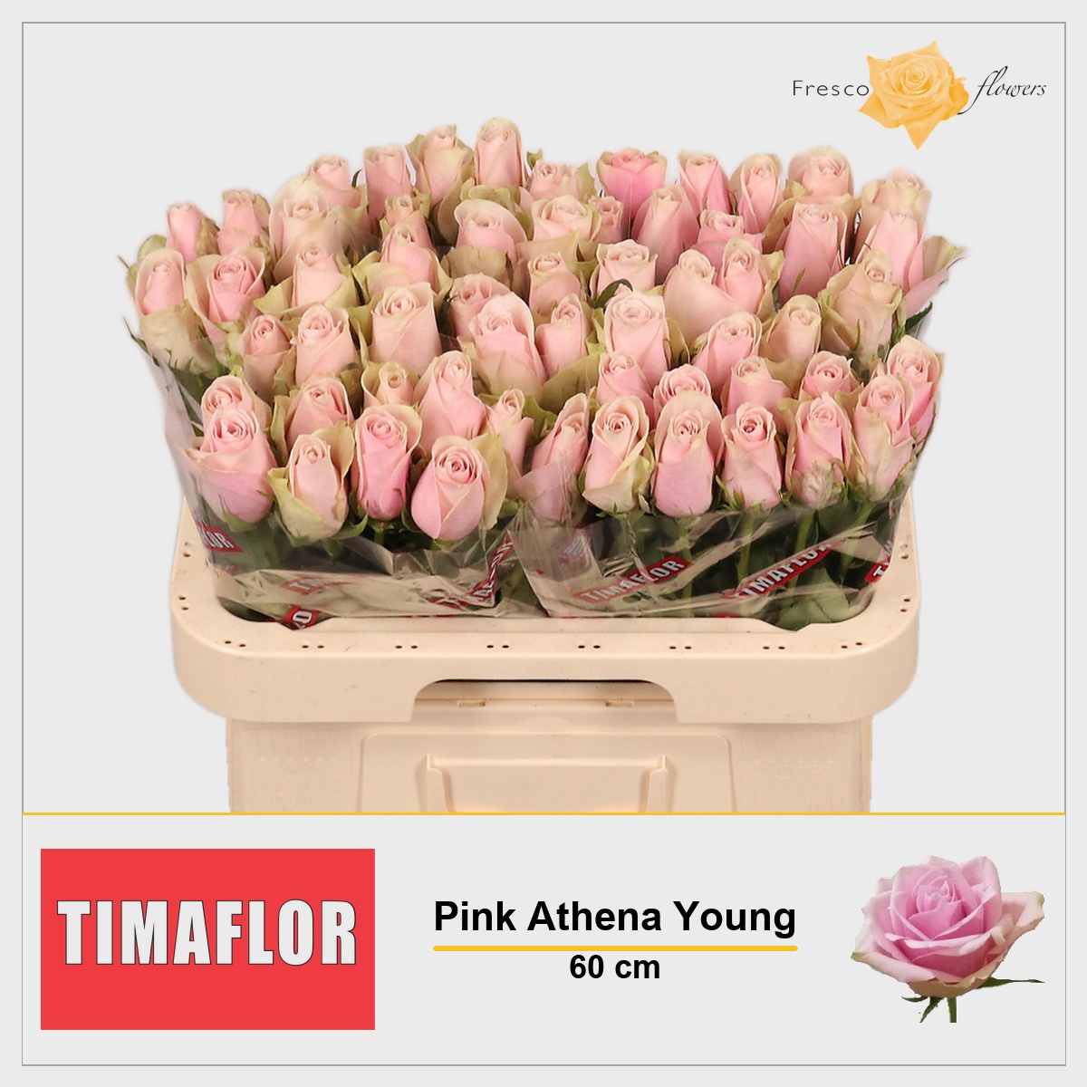 Rosa Pink Athena 60cm