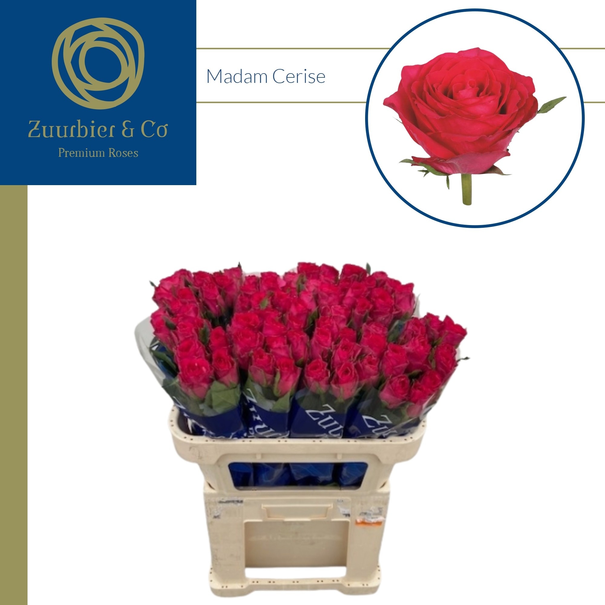 R Gr Madam Cerise