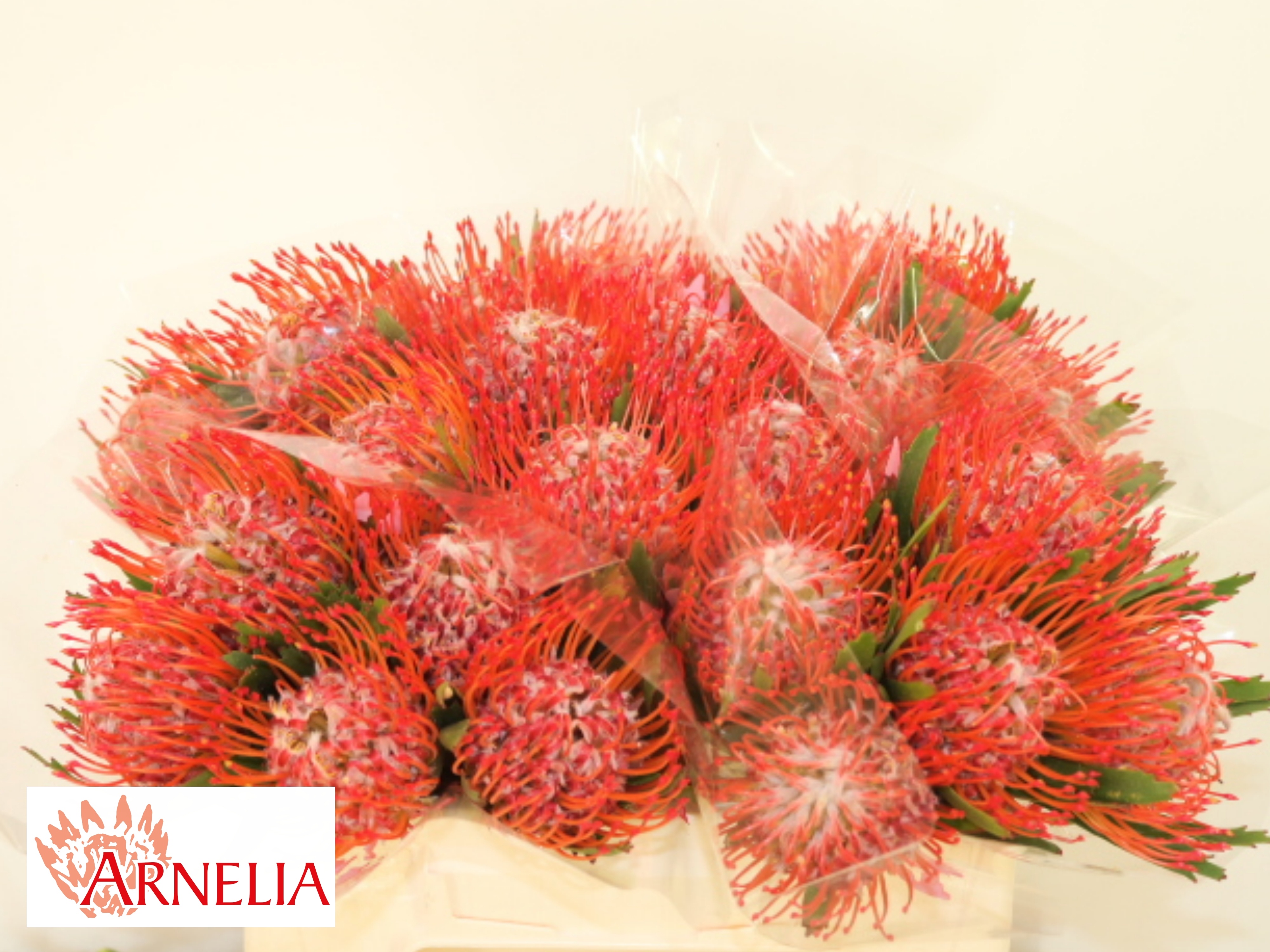 Leucospermum Tango 35cm