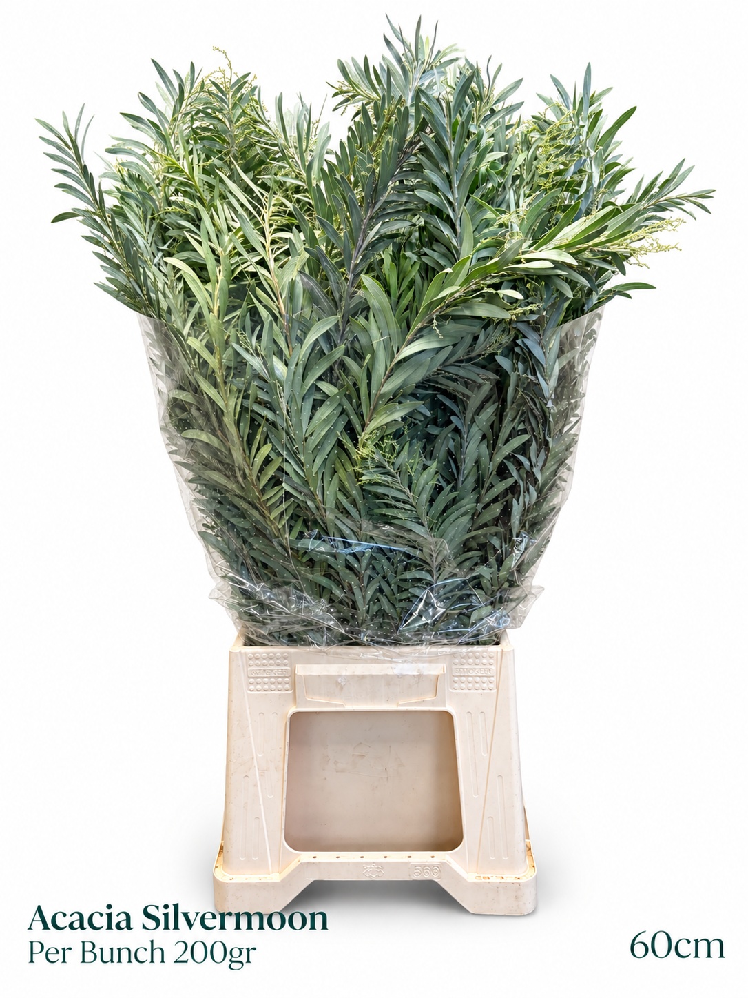 Acacia Dealbata Bs 200gram 23bloei