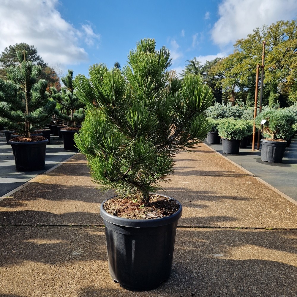 Picture of Pinus leucodermis Compact Gem C18 50/+ (LOOSE)