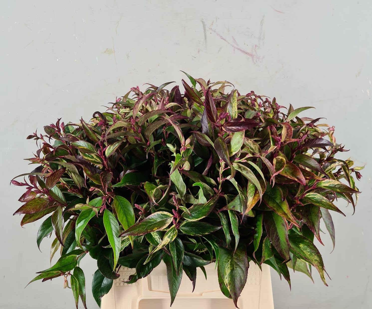 Leucothoe Walteri Ra