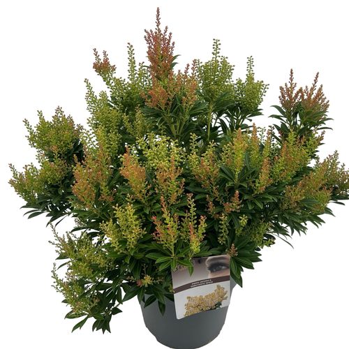 Pieris jap. 'Debutante' sense p27 Asra