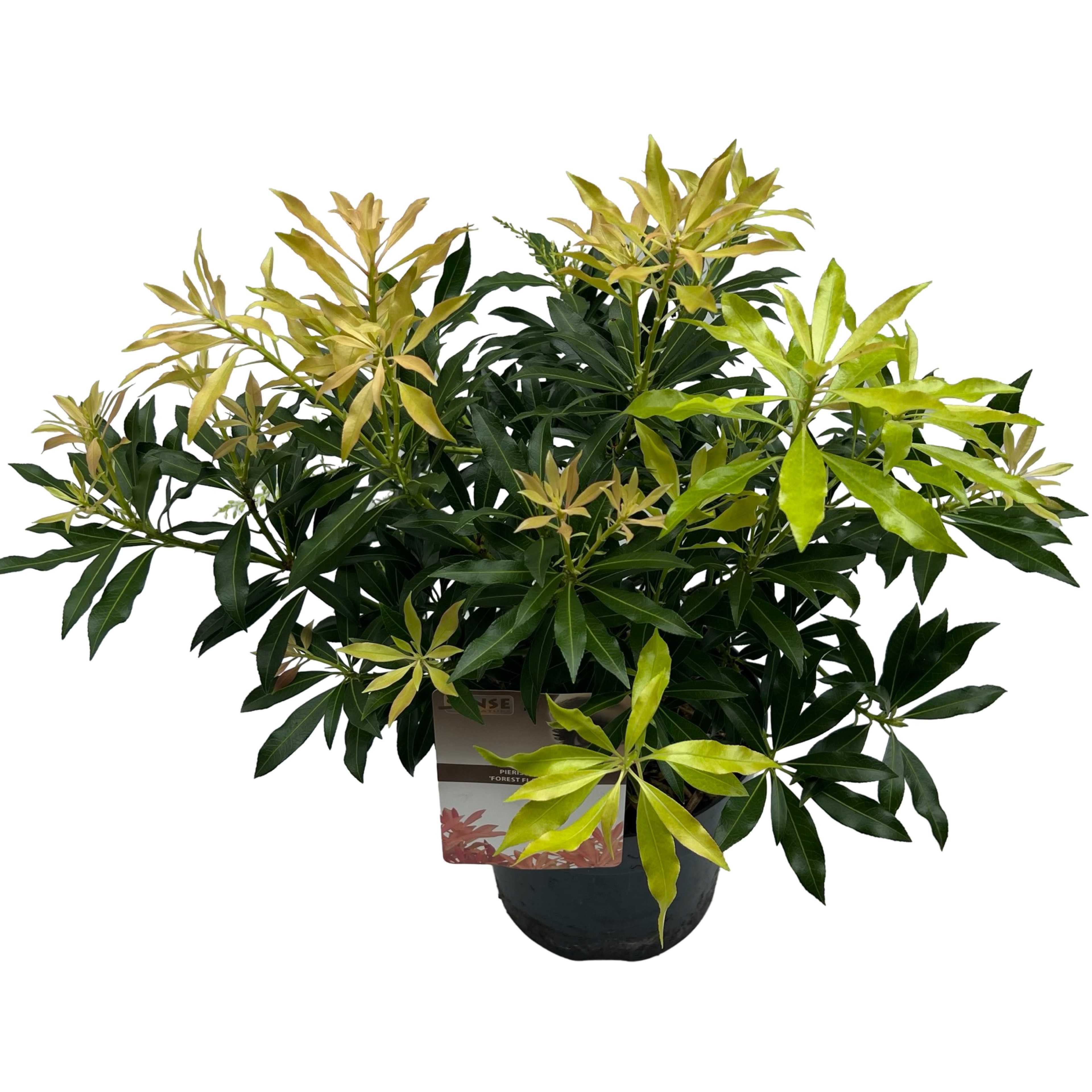 Picture of Pieris jap. 'Forest Flame' sense