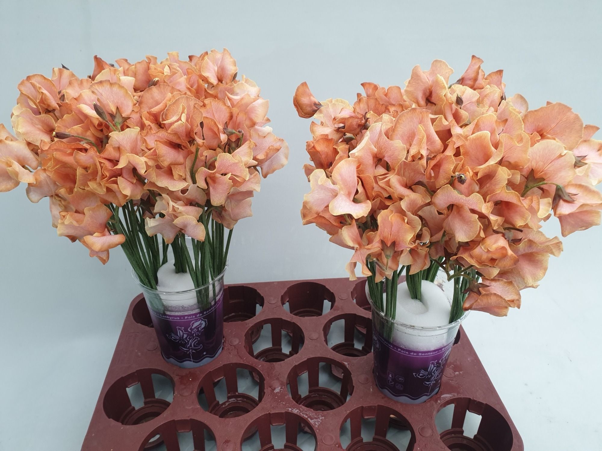 Lathyr Parfum Klb H% 35cm