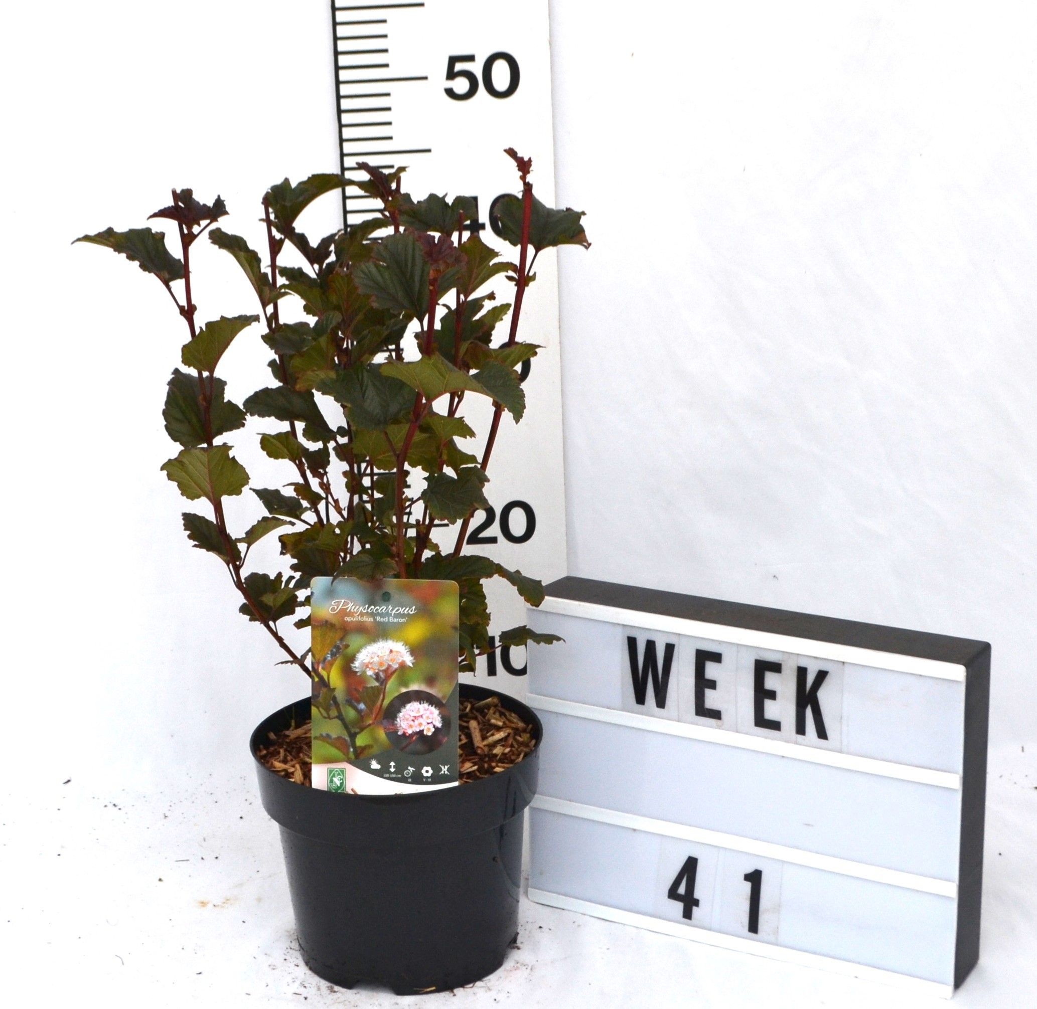 Physocarpus opulifolius 'Red Baron'