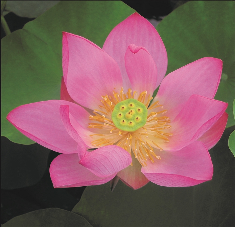 Picture of Nelumbo pygmaea red P19 (3 Ltr)