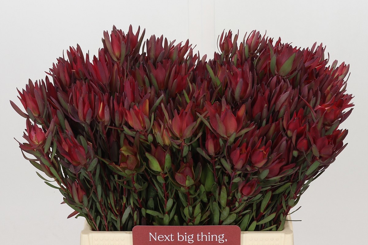 Leucadendron Sal Blush 40cm