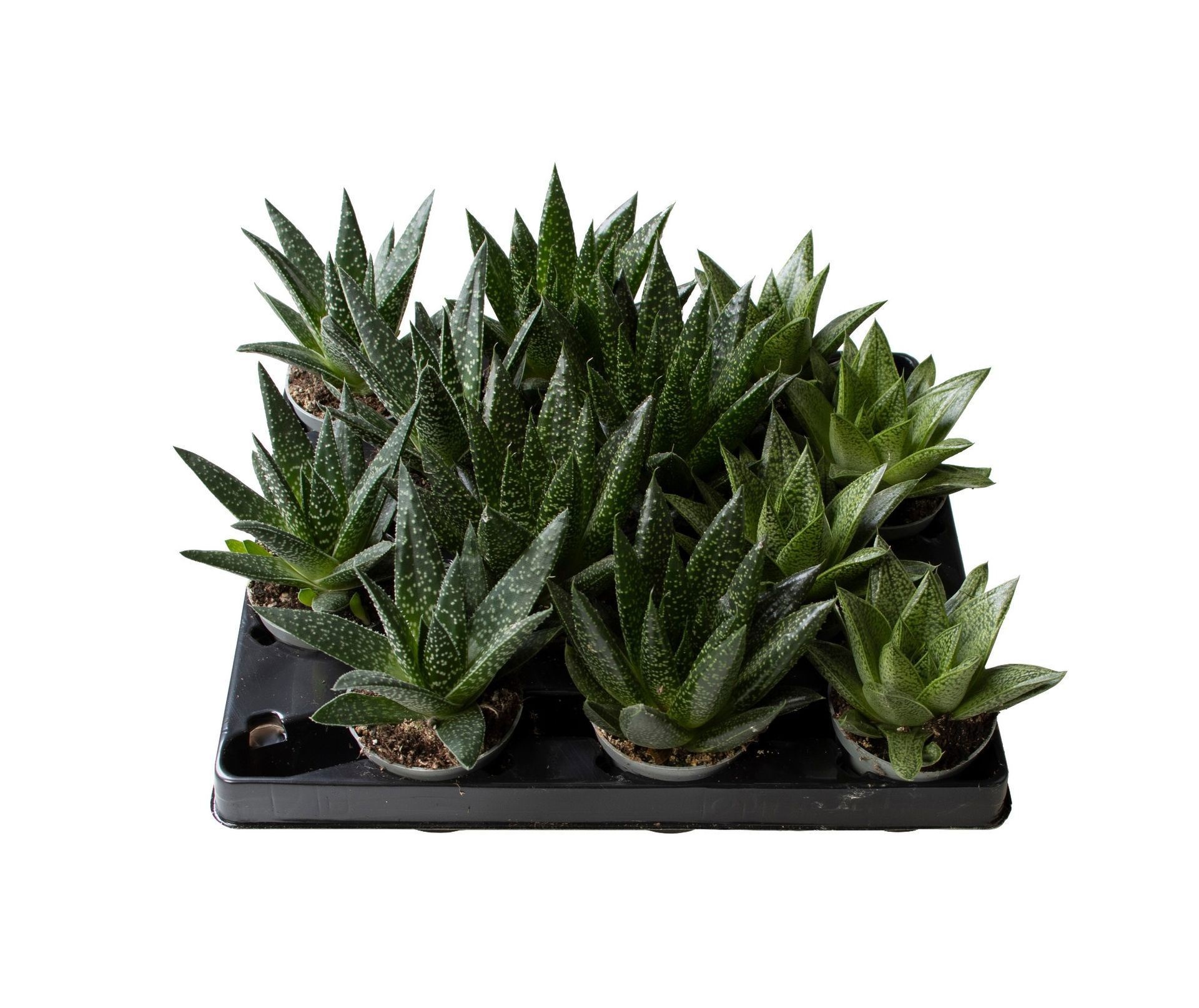 Gasteria Mix®