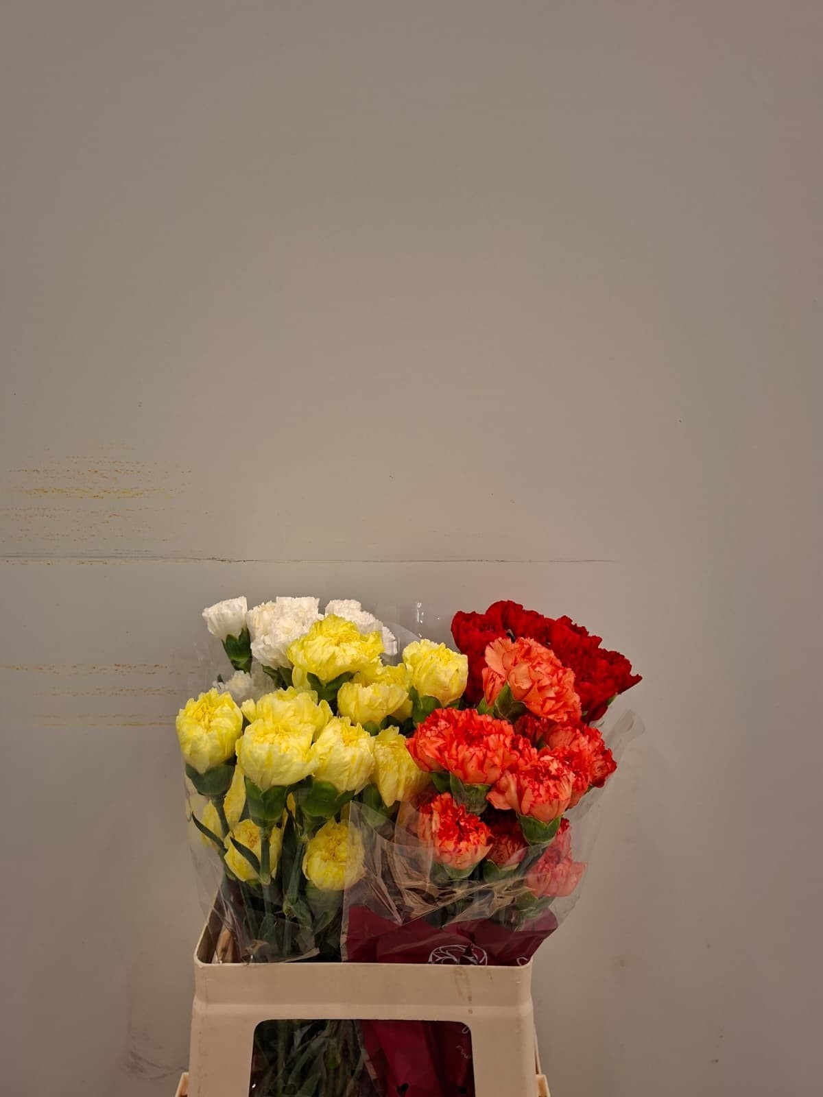 Dianthus St Mixed In Bucket 50cm