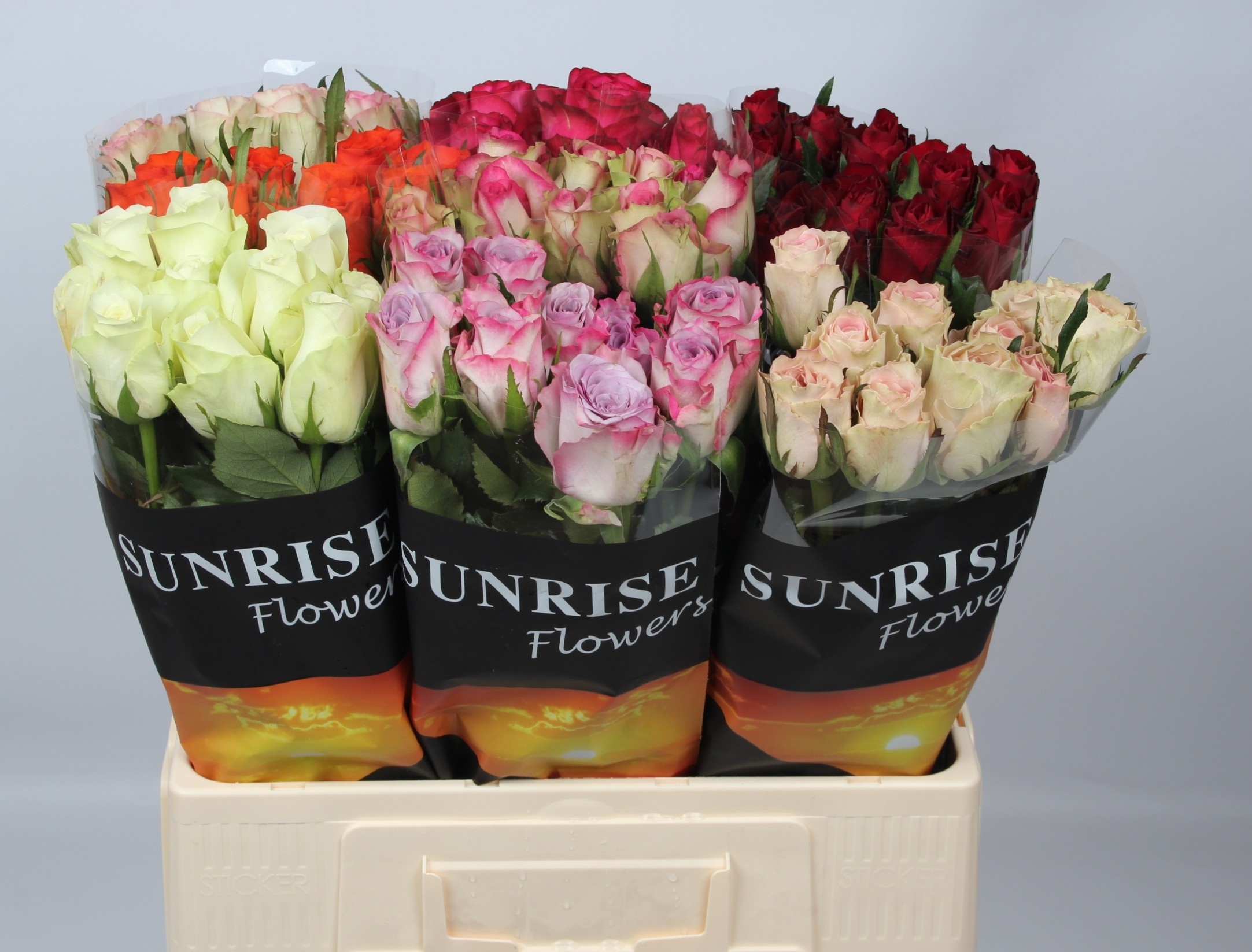 Rosa Mixed In Bucket 60cm
