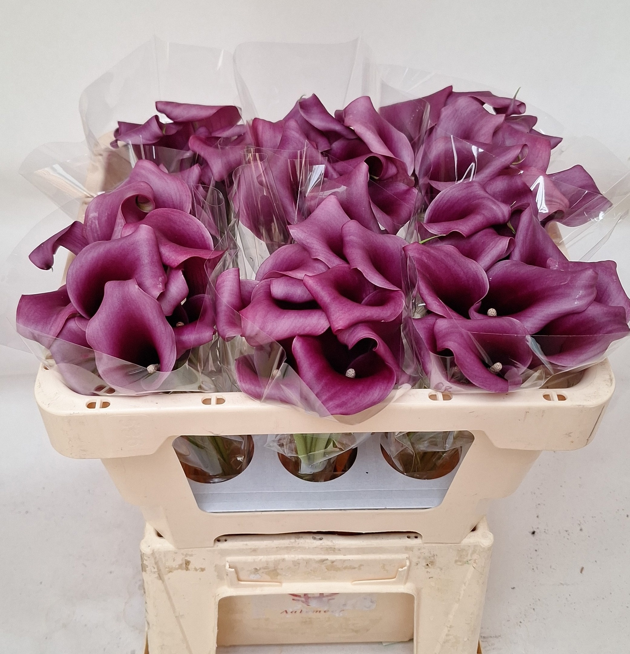 Calla Paco 50cm