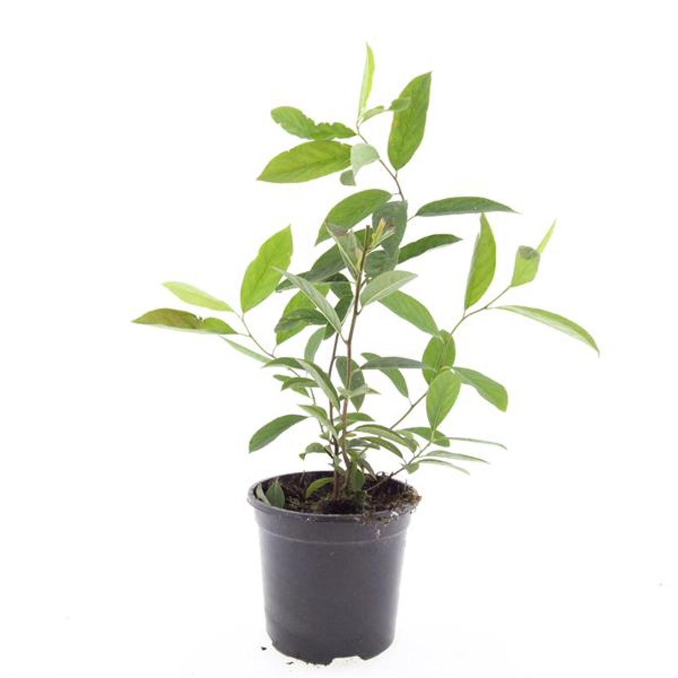 Itea virginica 'Henry's Garnet'