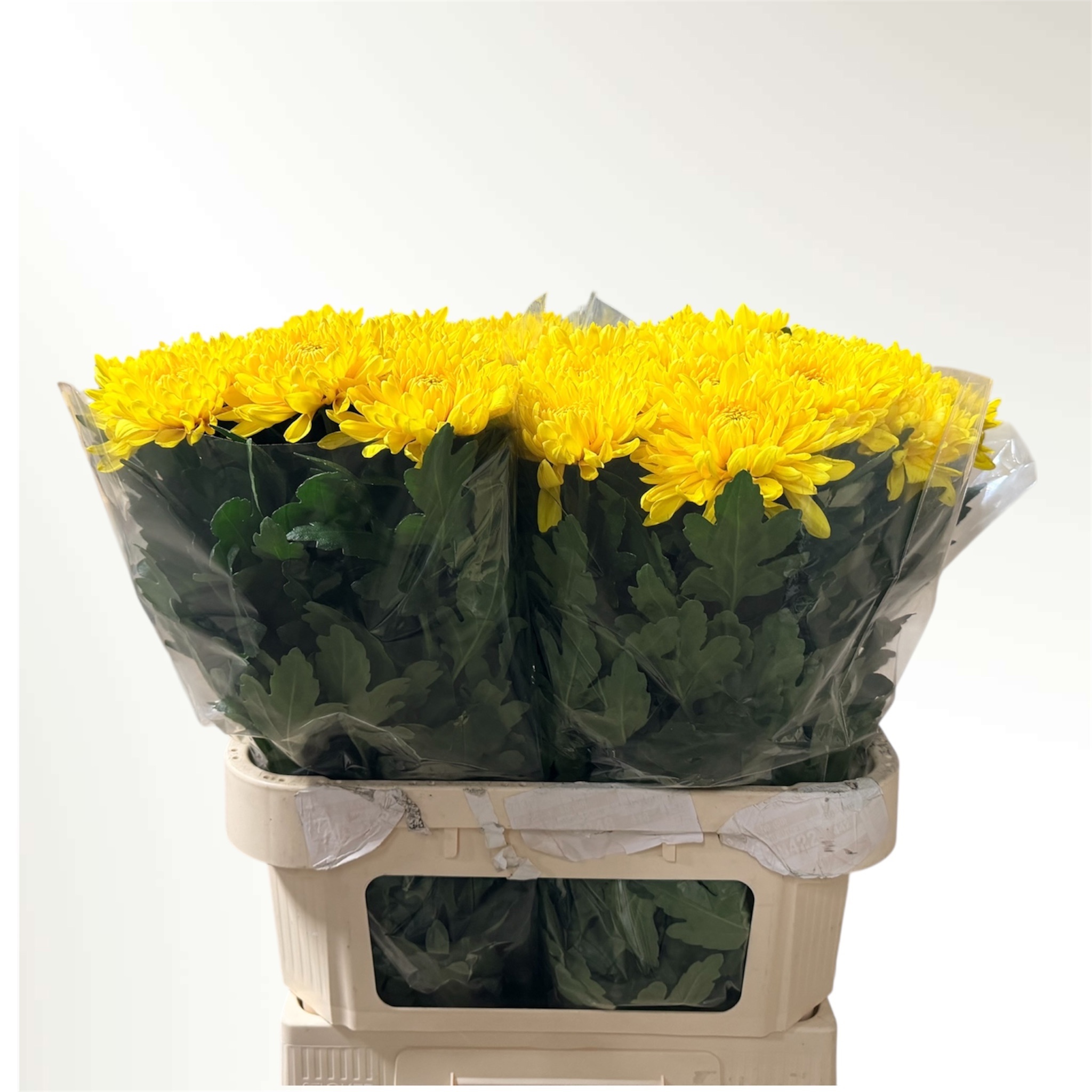 Chr G Jayz Yellow 80cm 80gram