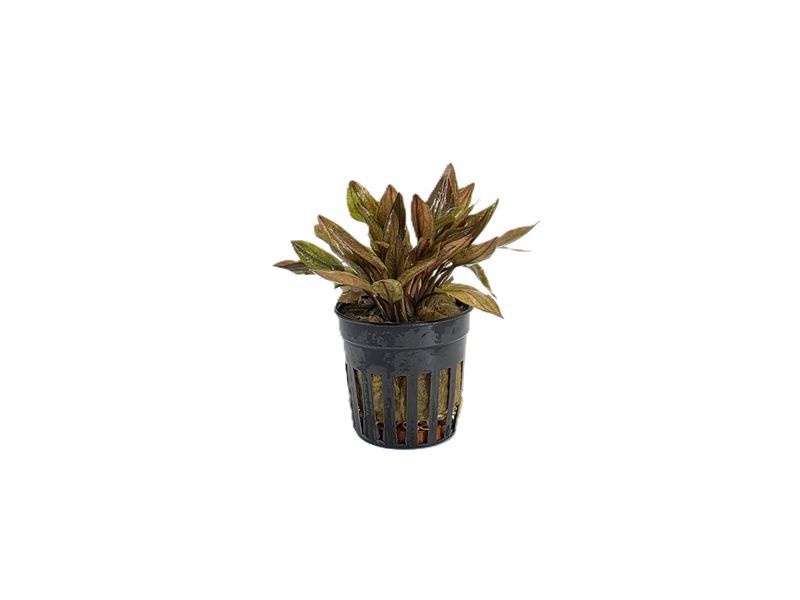 Cryptocoryne florida sunset
