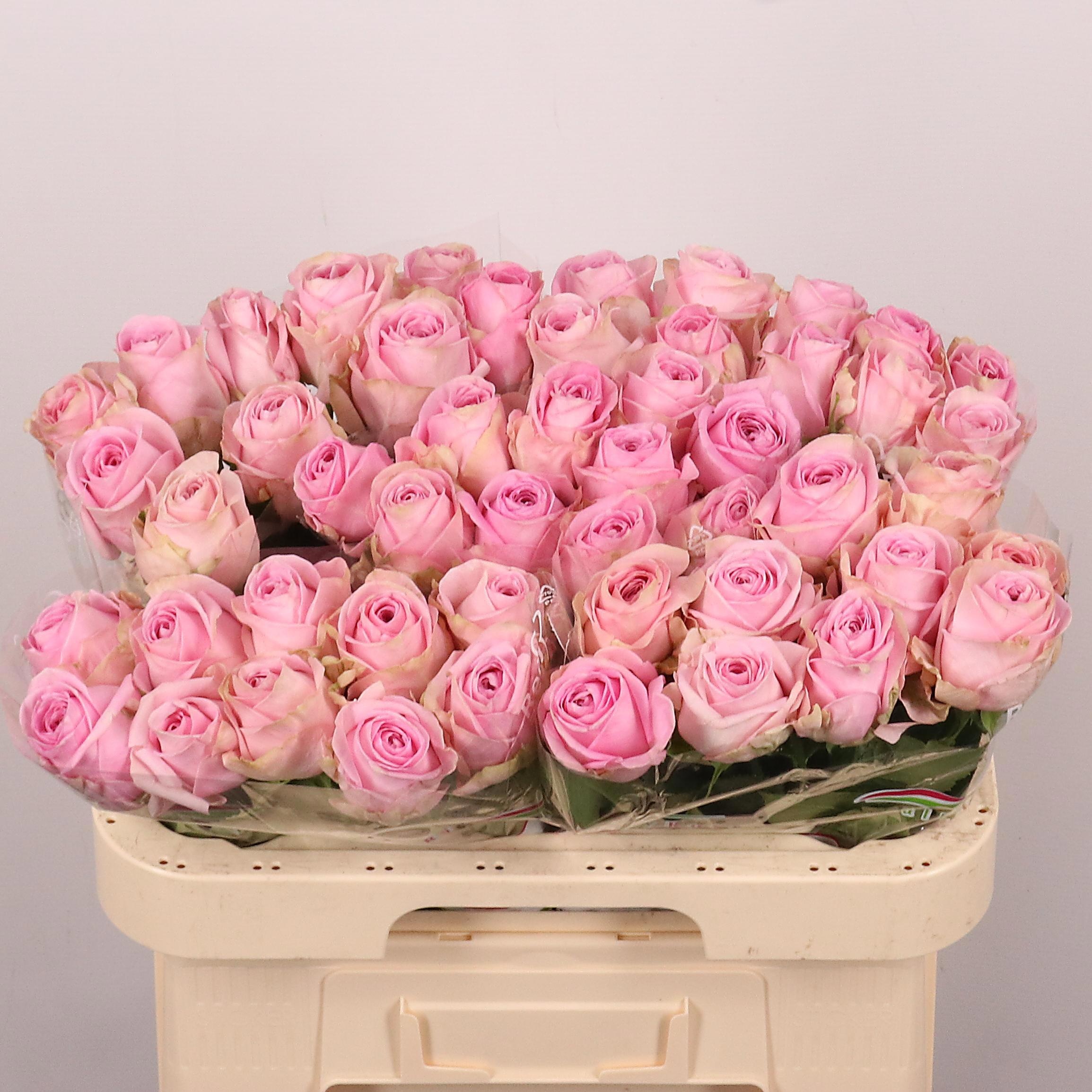 Rosa Heidi! 60cm