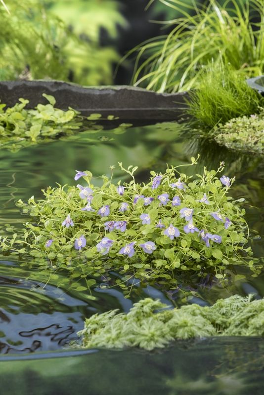 Mazus reptans Blauw (18x18)