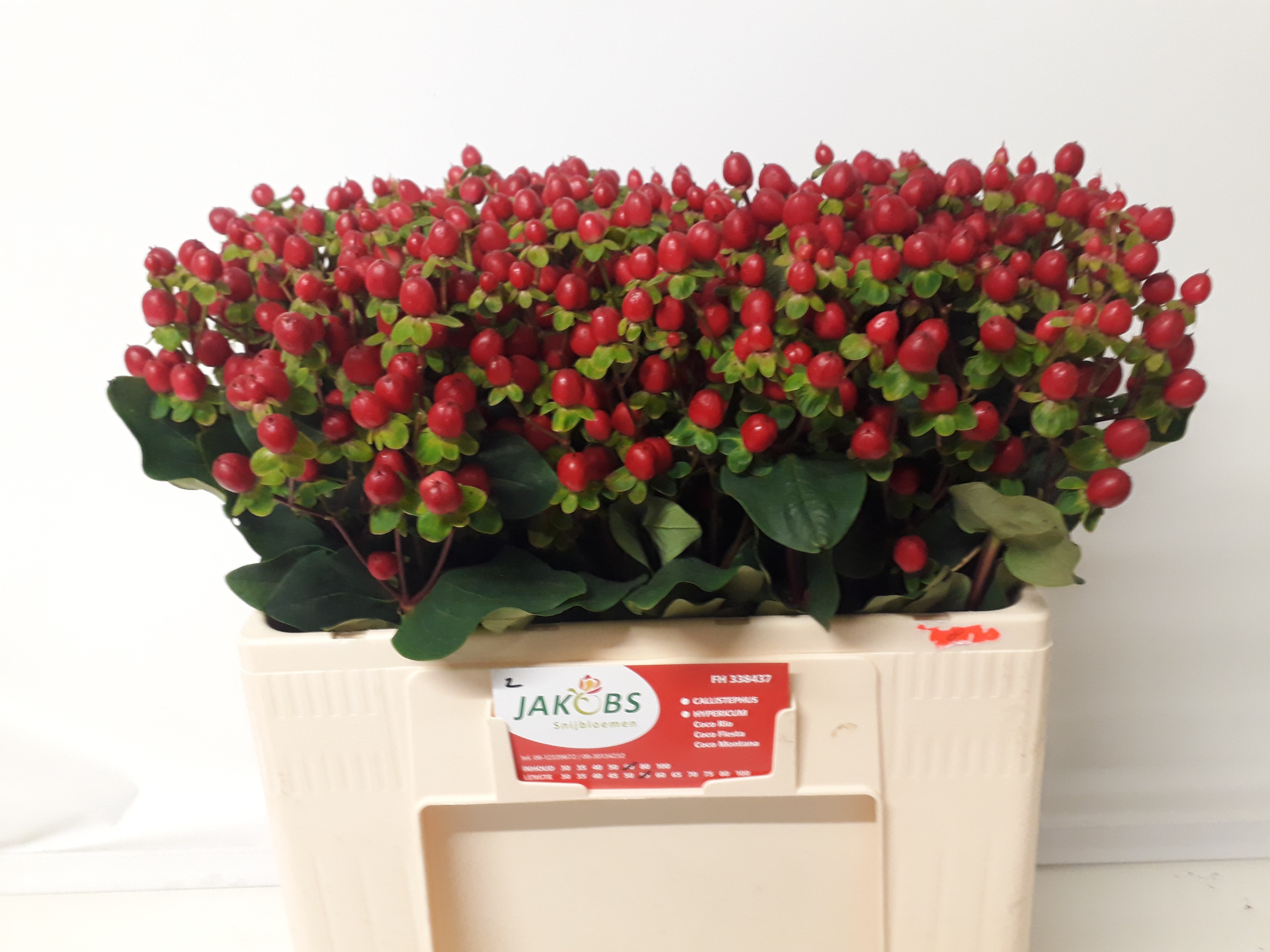 Hyp Coco Fiesta 50cm