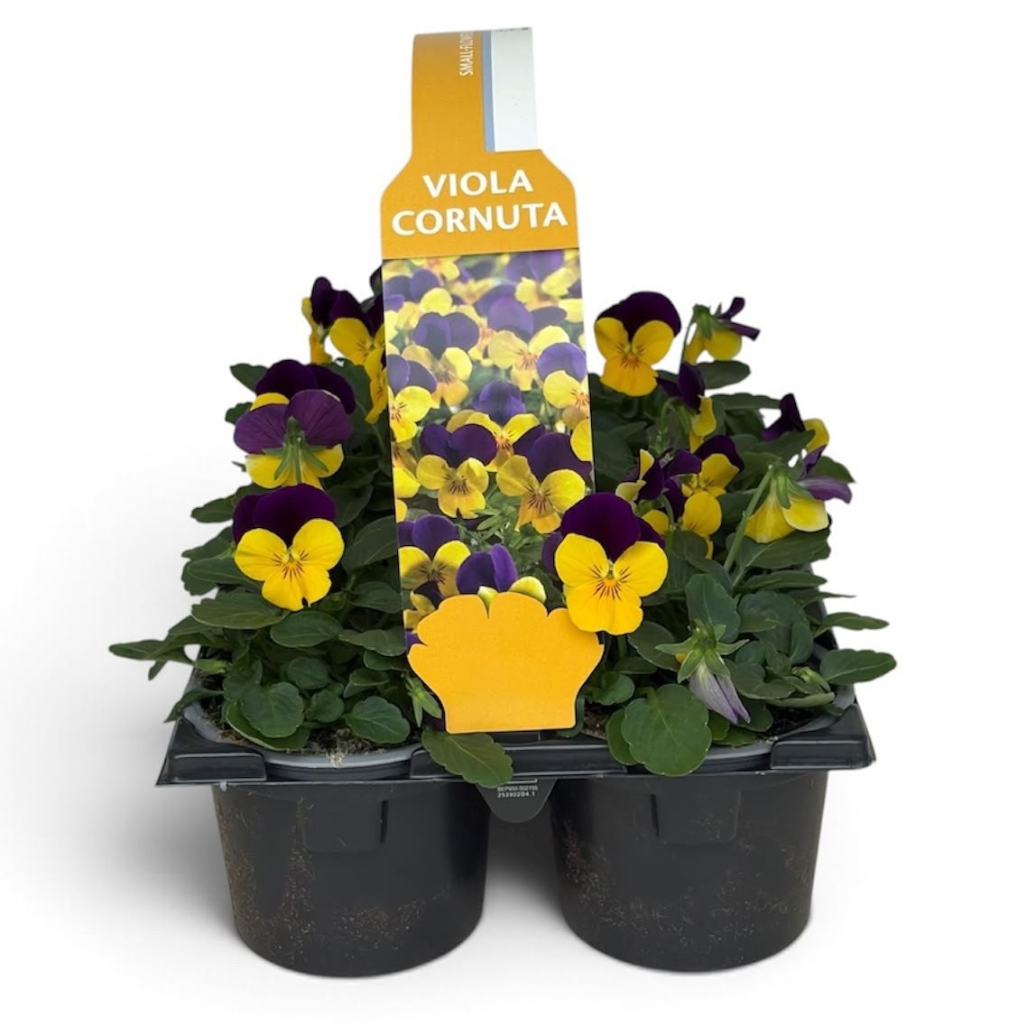 Viola Sixpack Viola Cornuta Yellow Purple-Wing