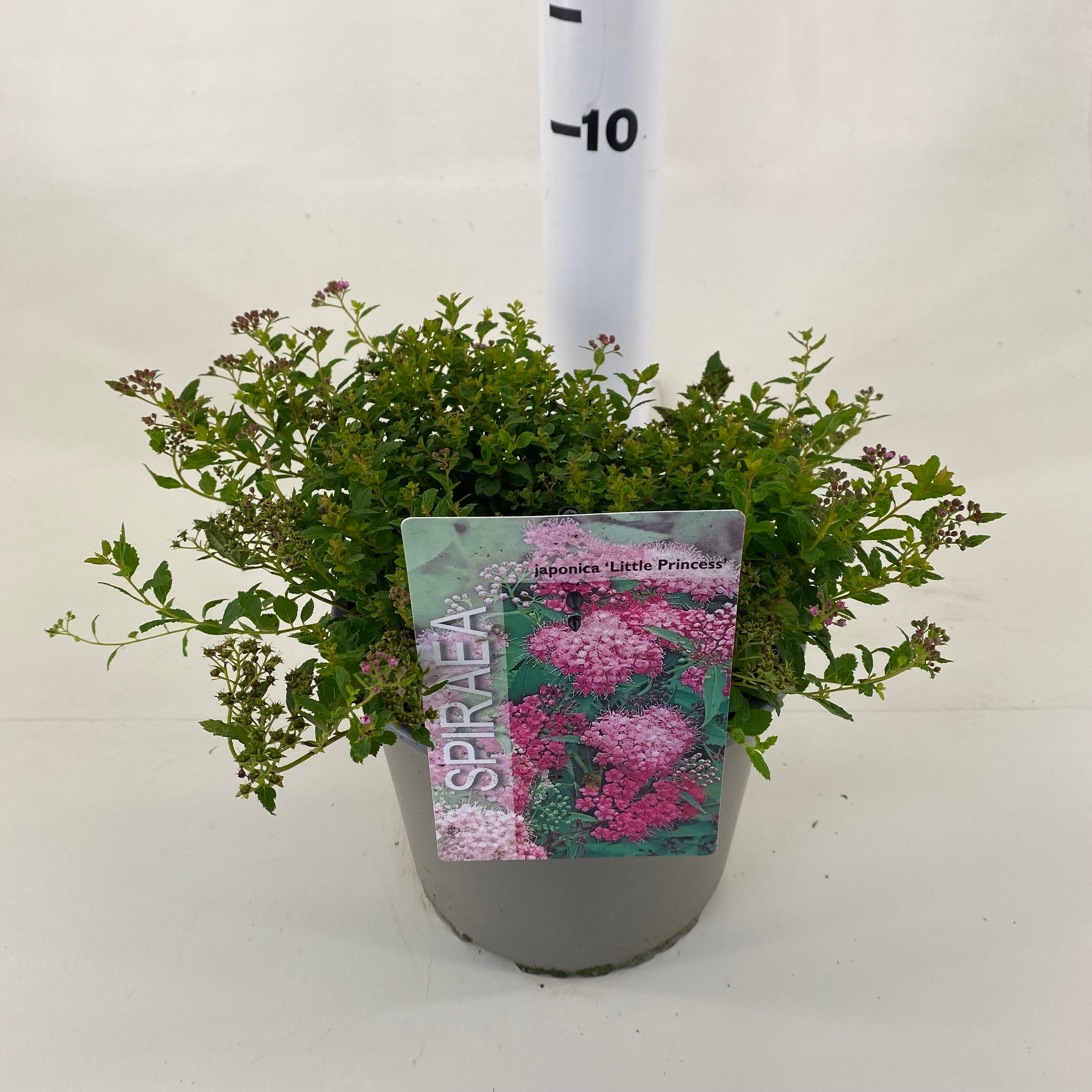 Picture of Spiraea japonica Little Princess P19 (3 Ltr)