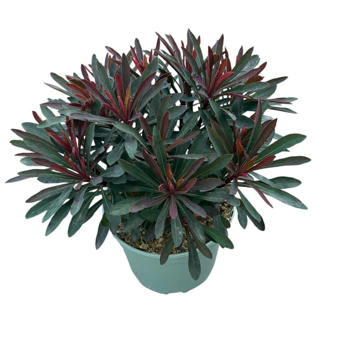 Euphorbia Miner's Merlot ('KMMM024')