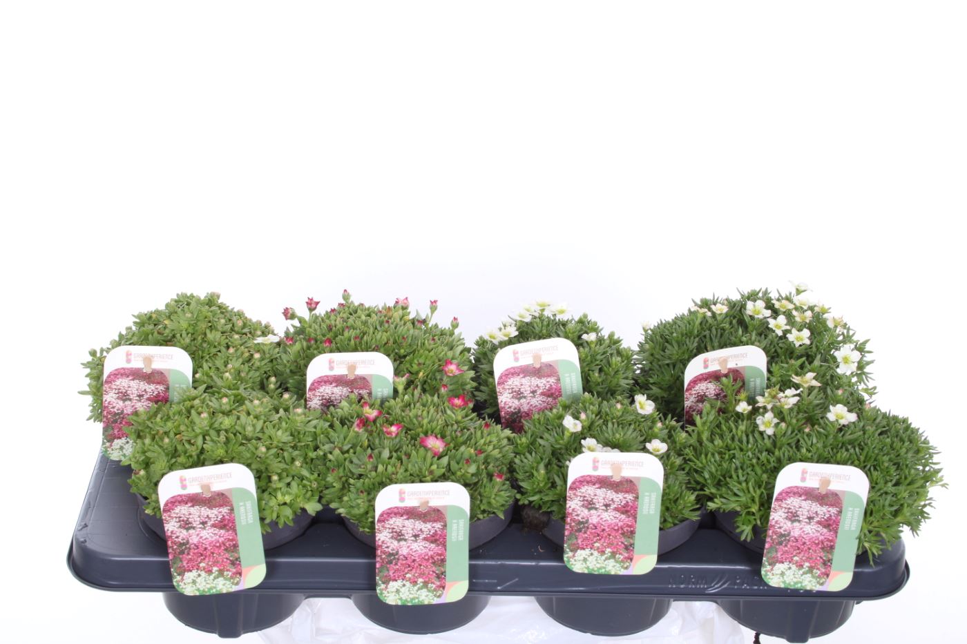 Picture of Saxifraga mix in tray