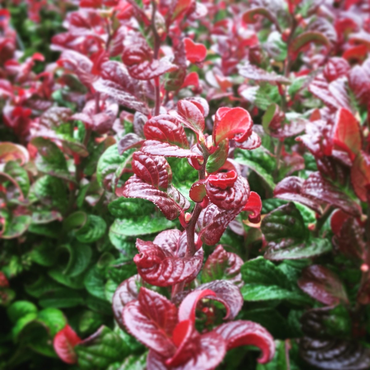 Picture of Leucothoe axillaris ‘Curly Red’ PBR