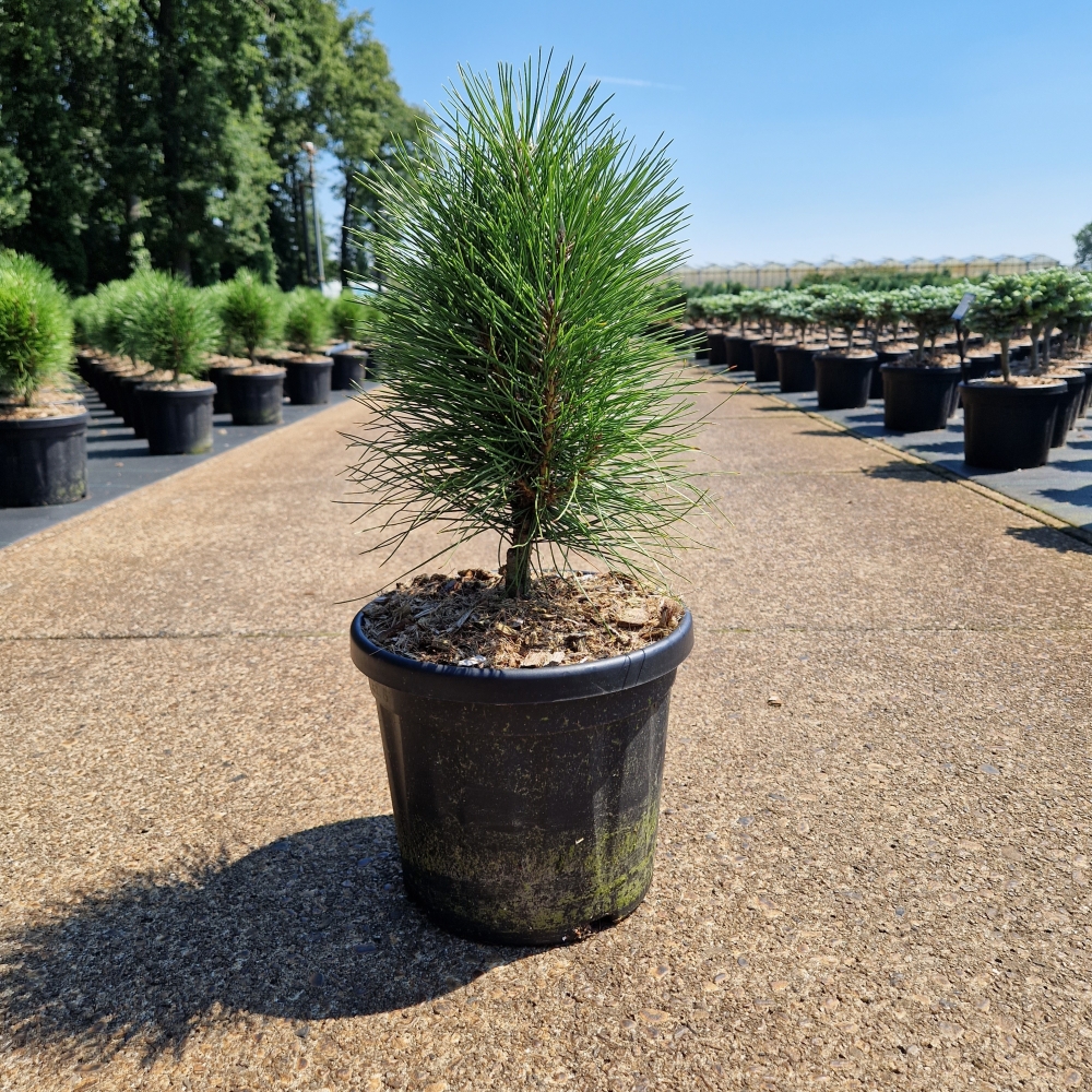 Picture of Pinus nigra Summer Breeze C6 25/30