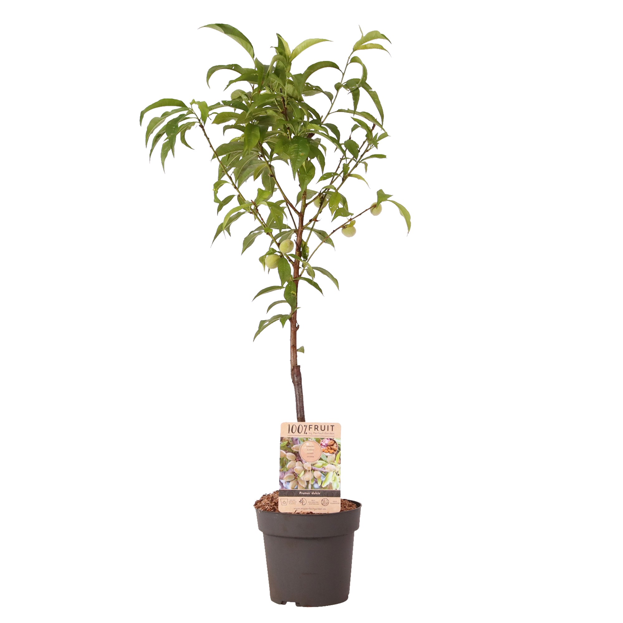 Picture of Prunus dulcis almond tree P21 (4 Ltr)