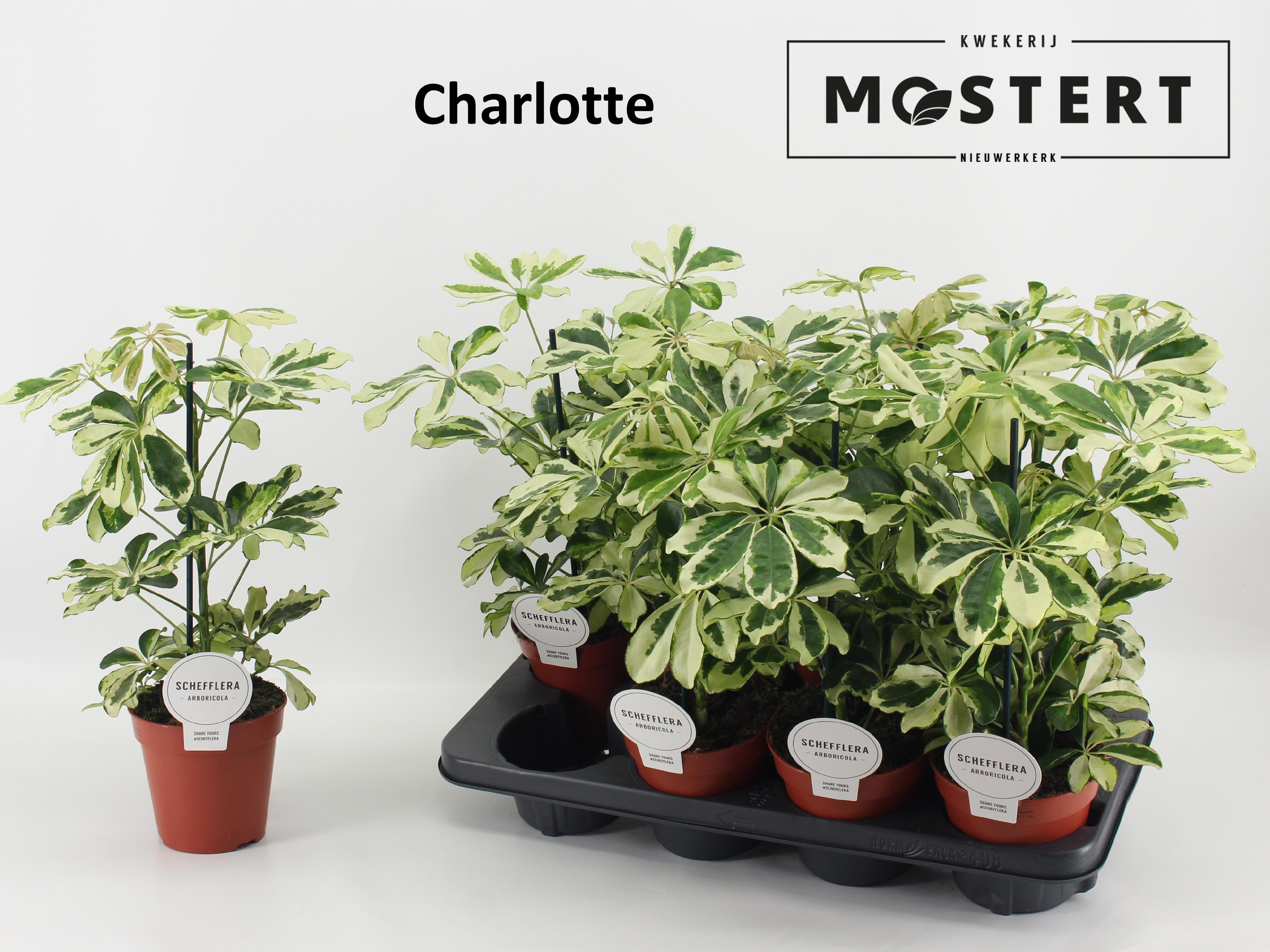 Schefflera arb. 'Charlotte' SCHEF AR CHARLOTTE | OZ Planten