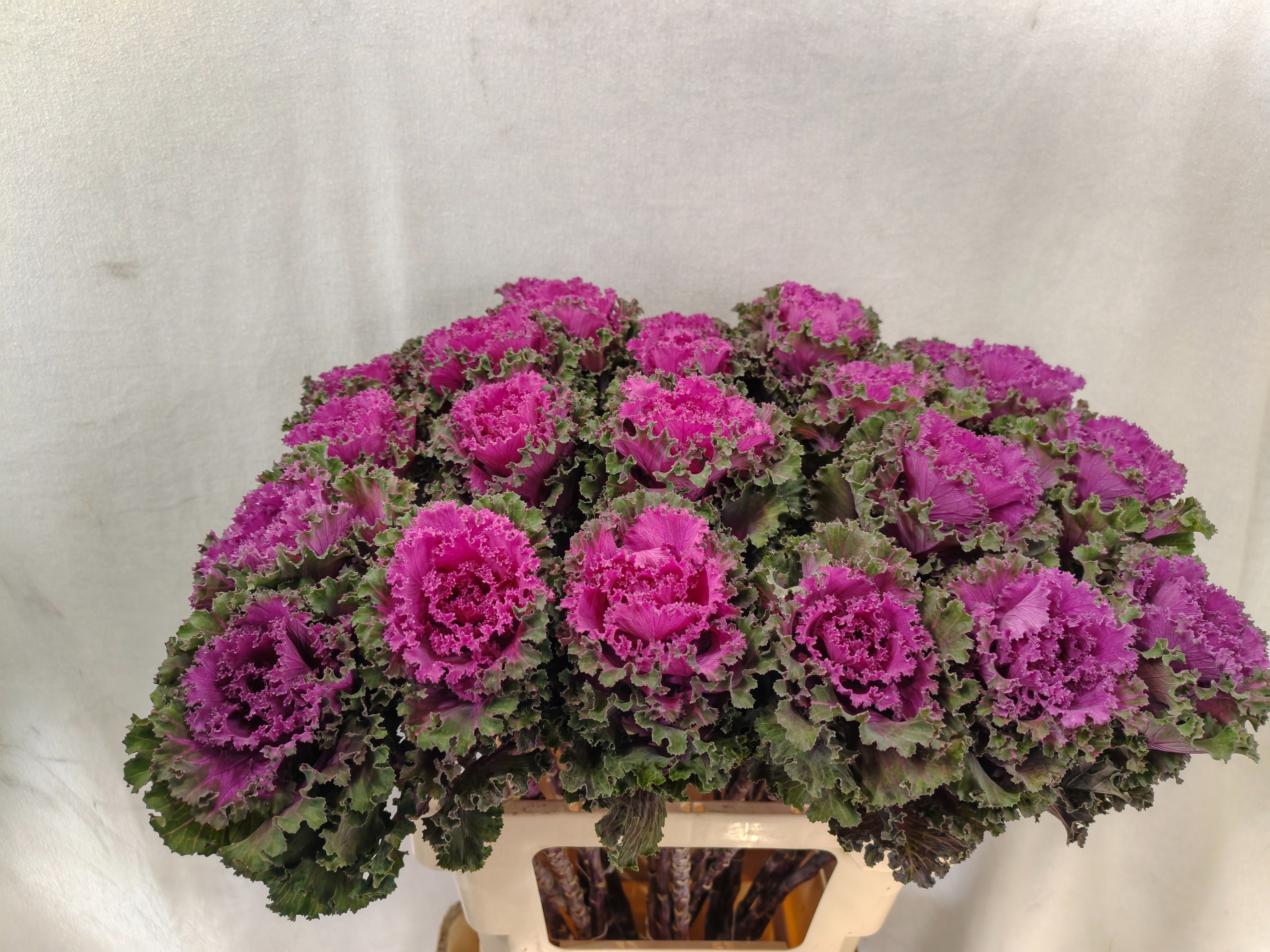 Brassica Crane Ruffle Red 60cm