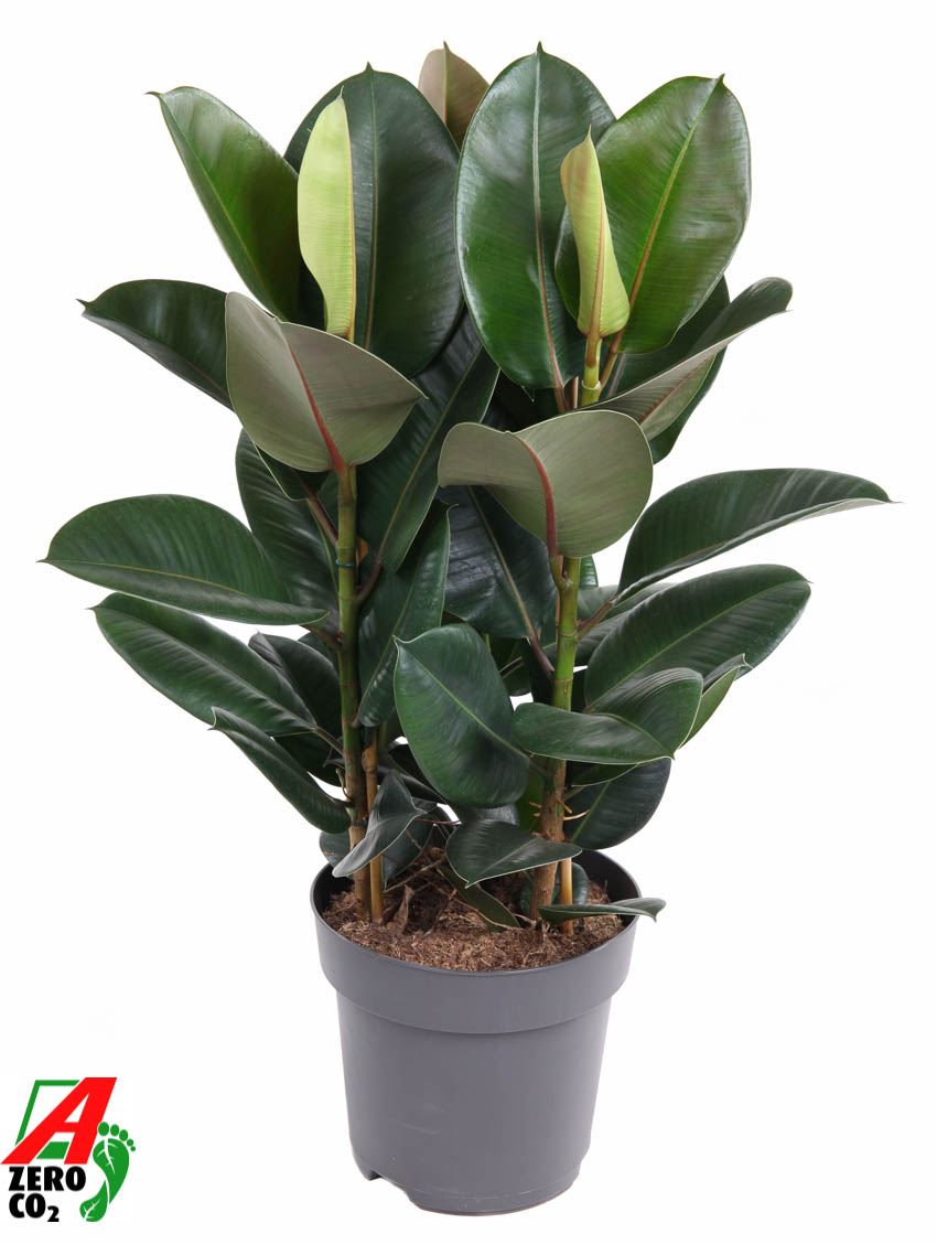 Picture of Ficus elastica Robusta 3PP P27 120CM (LOOSE)