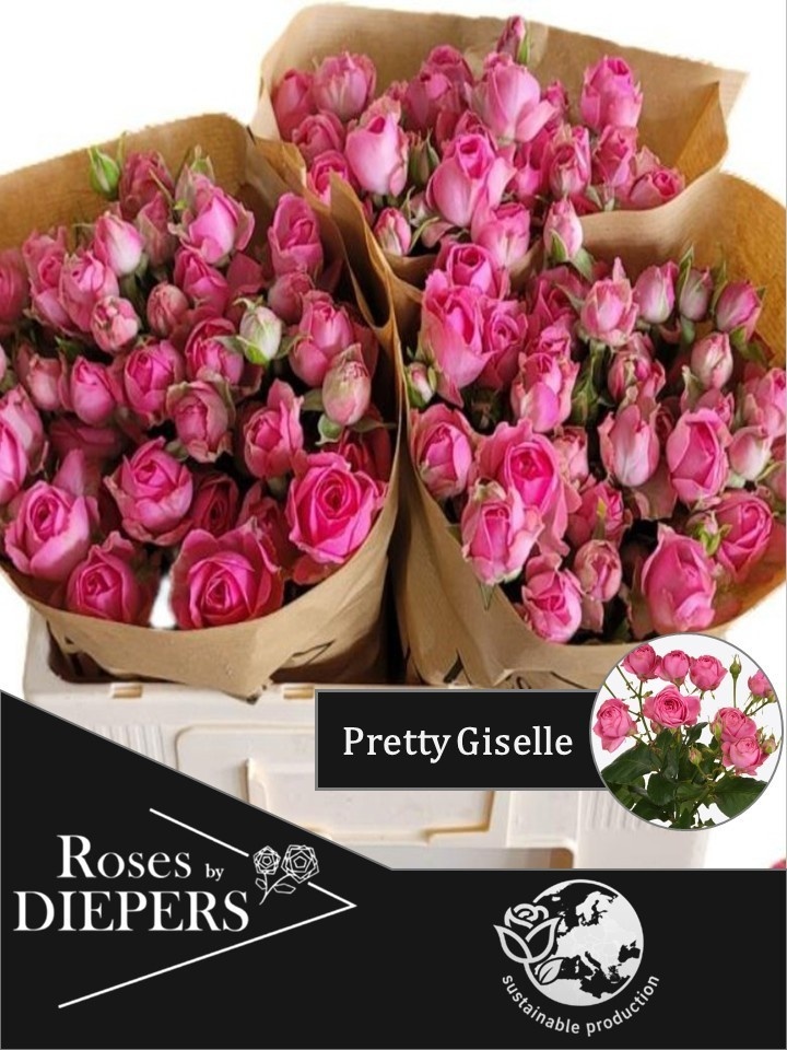 R Tr Pretty Giselle!