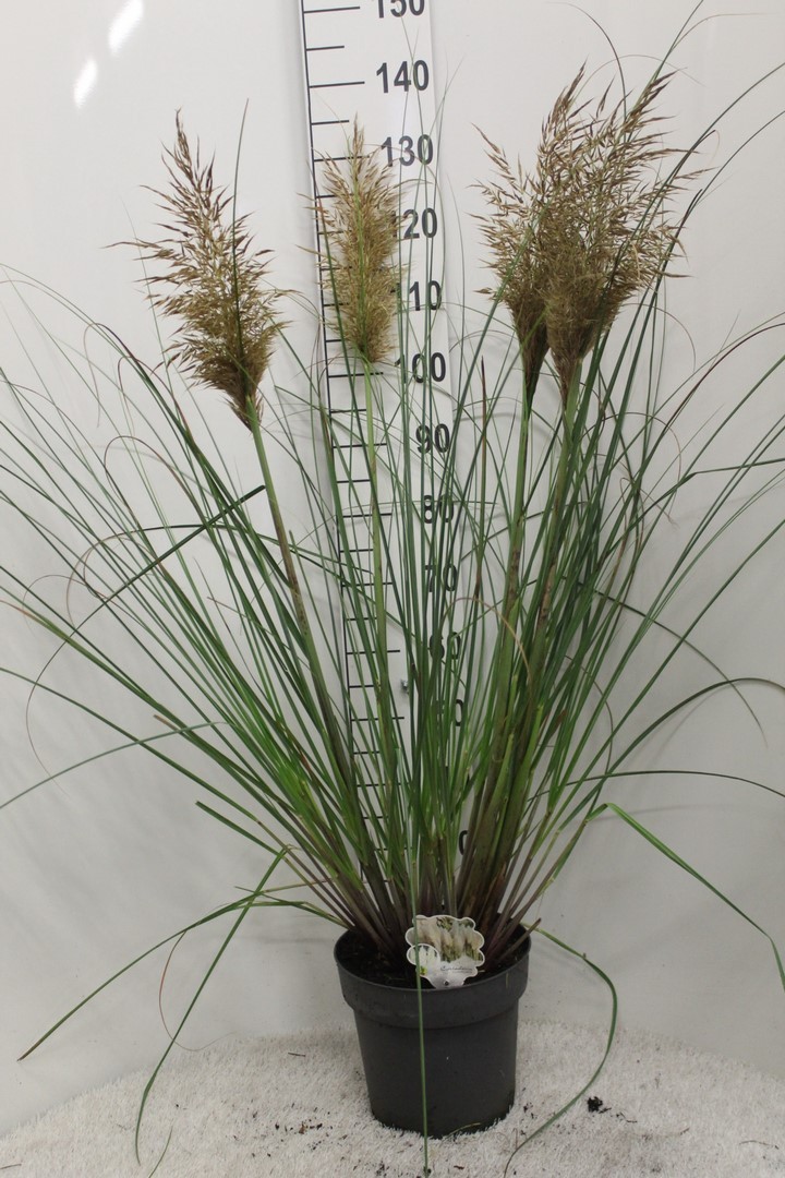 Picture of Cortaderia selloana Junior P29 (10 Ltr)