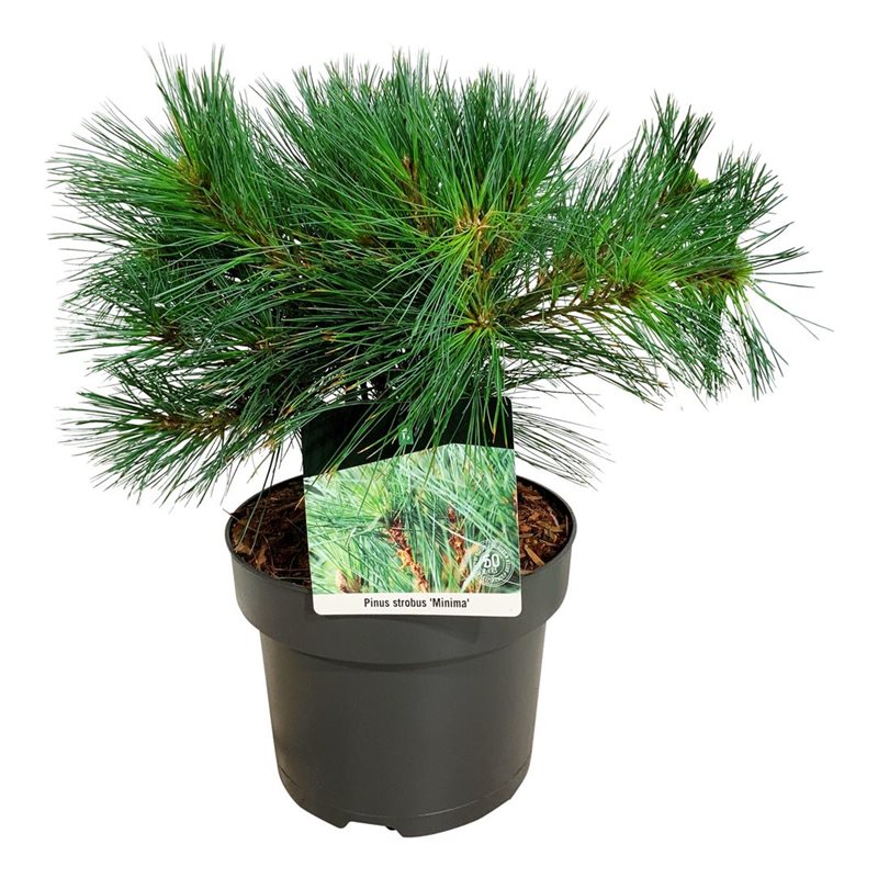 Picture of Pinus strobus 'Minima'