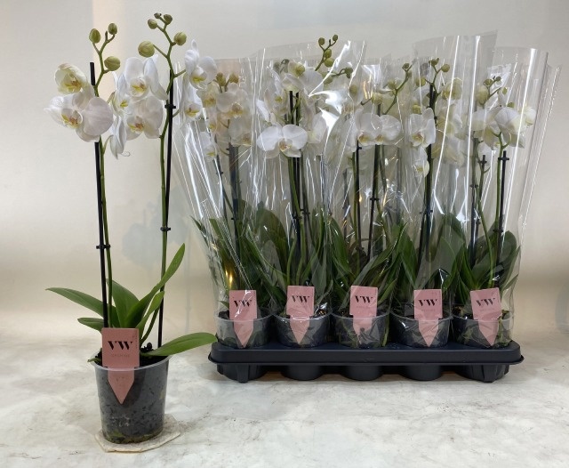 Phalaenopsis White 2 Stem 12Ø 60cm