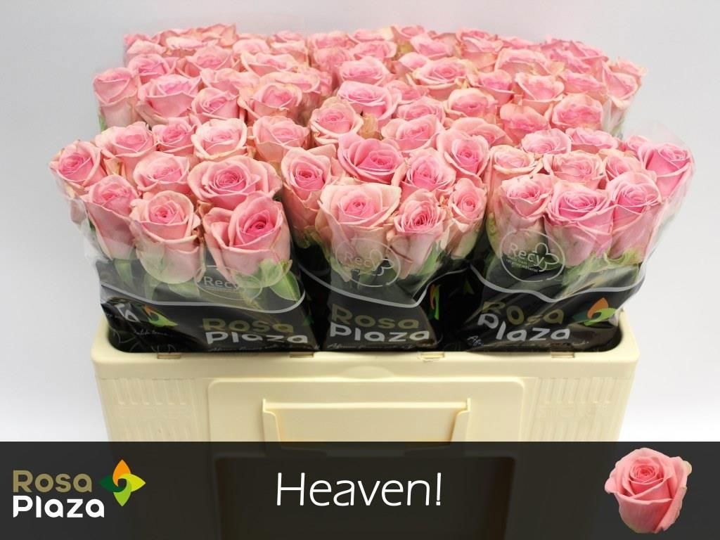 R Gr Heaven!
