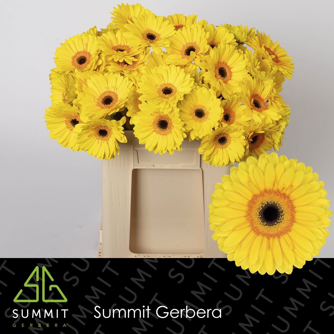 Gerbera Apollo 50cm 10Ø