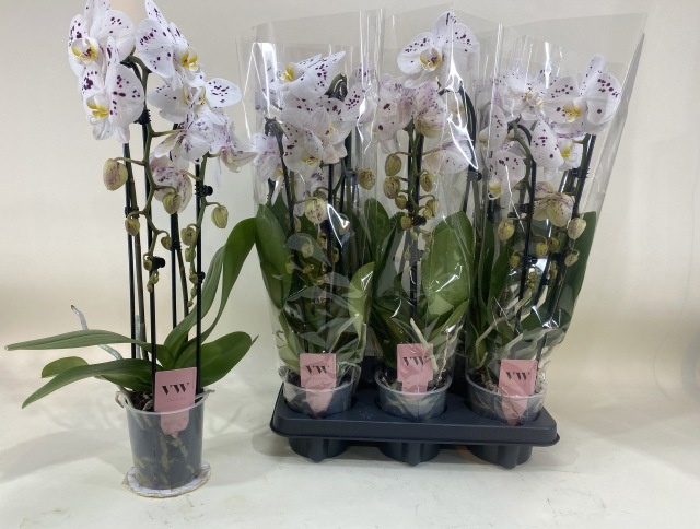 Phal Anthura Acros 12Ø 45cm