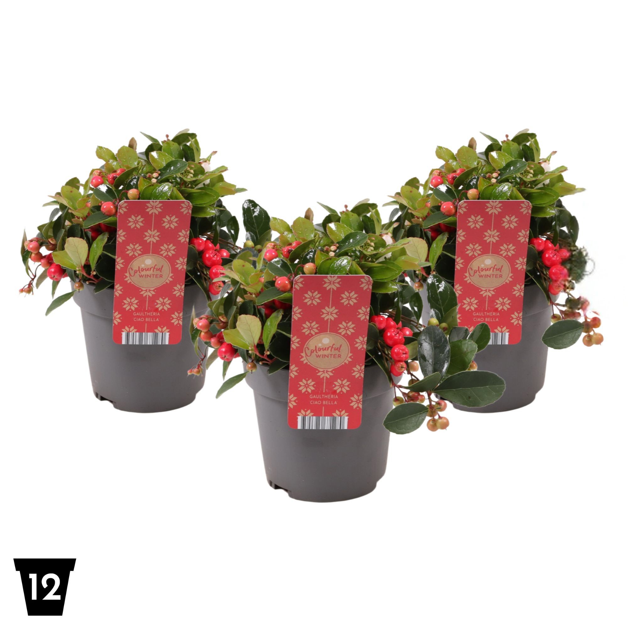 Gaultheria Ciao Bella Red