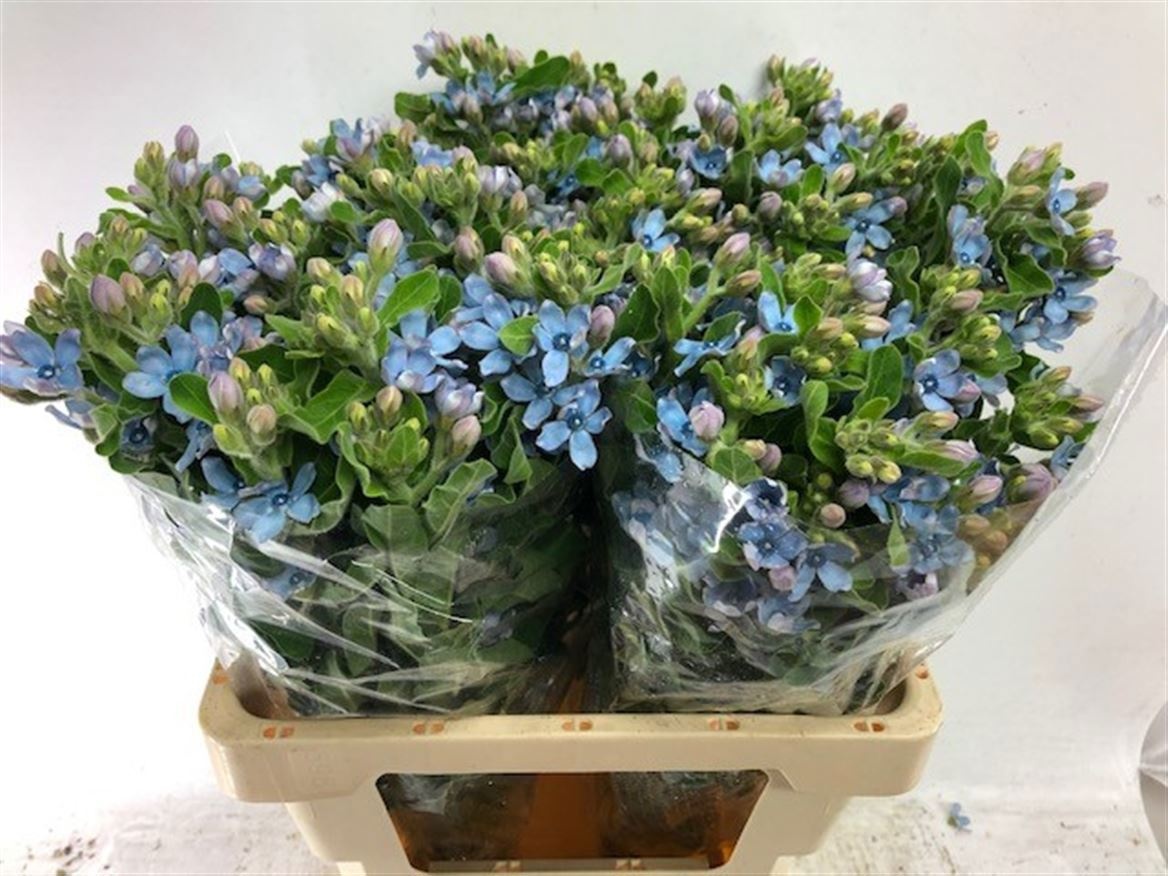 Oxypetalum Coeruleum 60cm