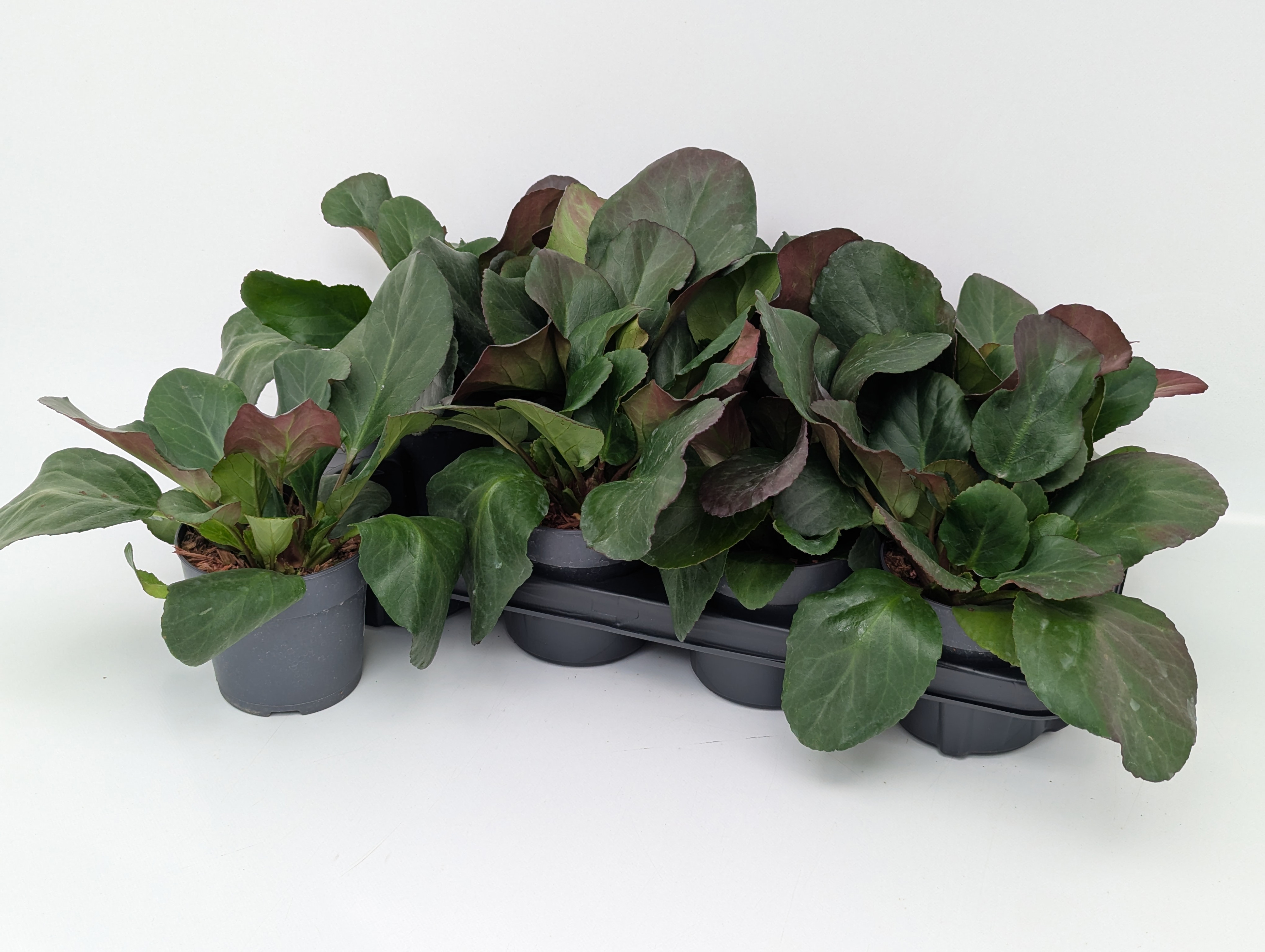 Bergenia Schneekristall T13