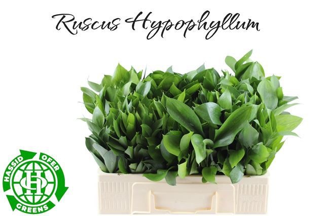 Ruscus Hypophyllum 55L.cm