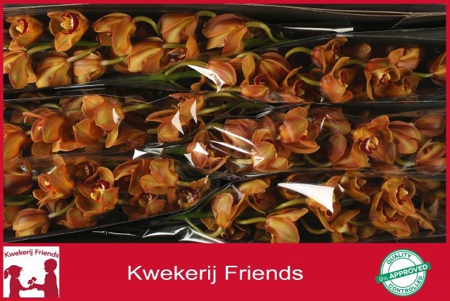 Cymbidium King Alex 12/15bl
