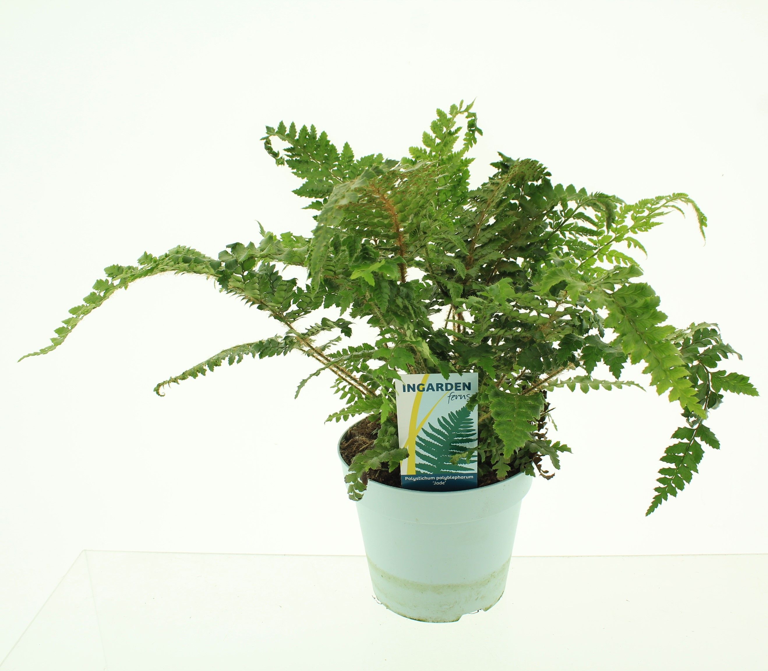 Picture of Polystichum polyblepharum 'Jade'