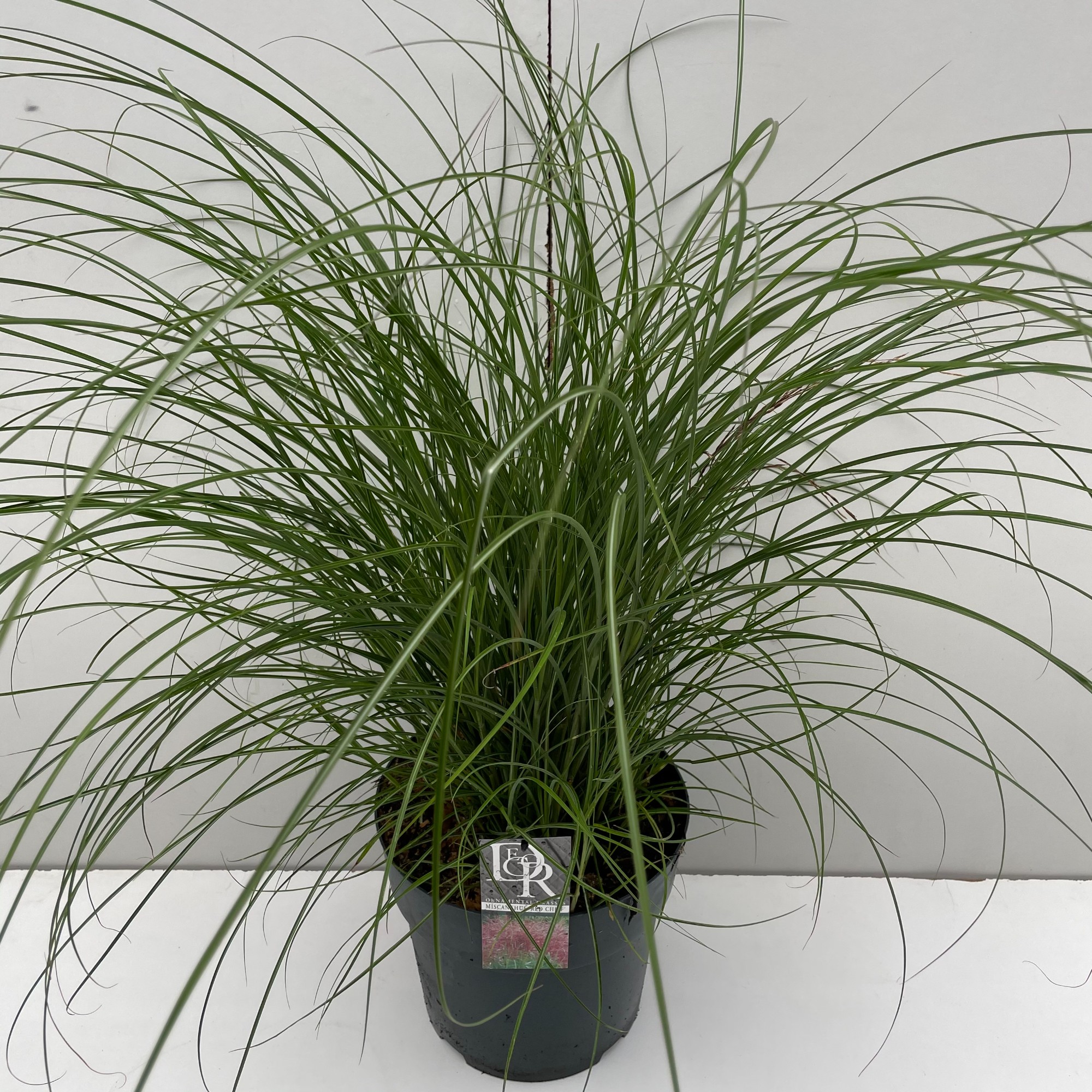 Picture of Miscanthus Red Chief P29 (10 Ltr)