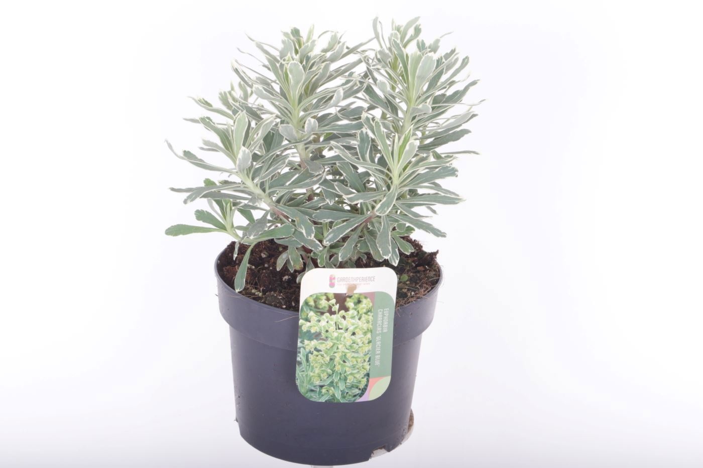 Euphorbia char. Glacier Blue