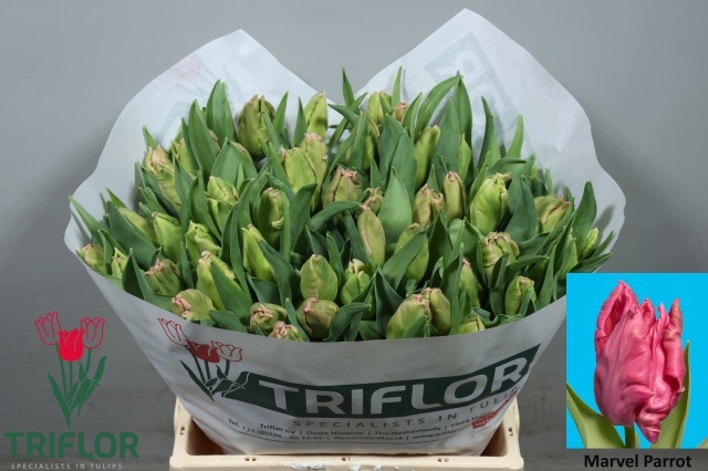 Tulipa Parrot Marvel Parrot 40cm 35gram